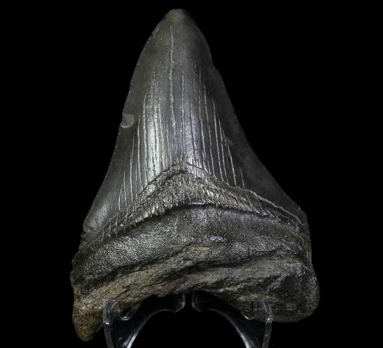 Bargain, Fossil Megalodon Tooth - Georgia #66090